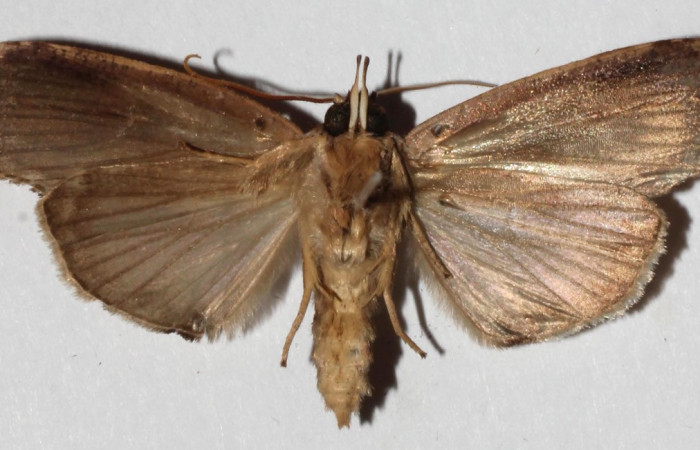  Adulto en posición ventral de <i>Iscadia purpurascens</i> (Nolidae).  Sector Del Oro, Sendero Quebrada Raíz. Voucher 17-SRNP-21215-DHJ936833.