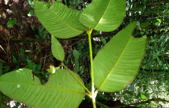  Haz de hoja <i>Garcinia intermedia</i> (Clusiaceae), planta hospedera de <i>Iscadia purpurascens</i> (Nolidae). Sector San Cristóbal,Sendero Corredor. Foto, Elda Araya. 28 Mayo 2021.
