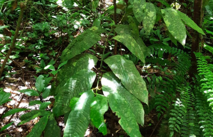  Planta juvenil de <i>Garcinia intermedia</i> (Clusiaceae), planta hospedera de <i>Iscadia purpurascens</i> (Nolidae). Sector San Cristóbal,Sendero Corredor. Foto, Elda Araya. 28 Mayo 2021.
