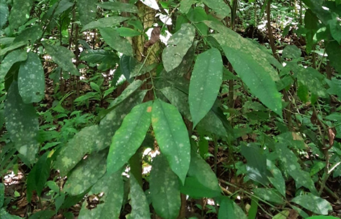  Planta juvenil de <i>Garcinia intermedia</i> (Clusiaceae), planta hospedera de <i>Iscadia purpurascens</i> (Nolidae). Sector San Cristóbal,Sendero Corredor. Foto, Elda Araya. 28 Mayo 2021.
