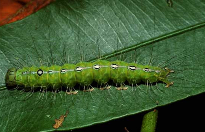  Larva en posición dorsal de <i>Iscadia purpurascens</i> (Nolidae), U estadio. Sector El Hacha, Finca Araya. Voucher 02-SRNP-29982-DHJ71022.jpg.