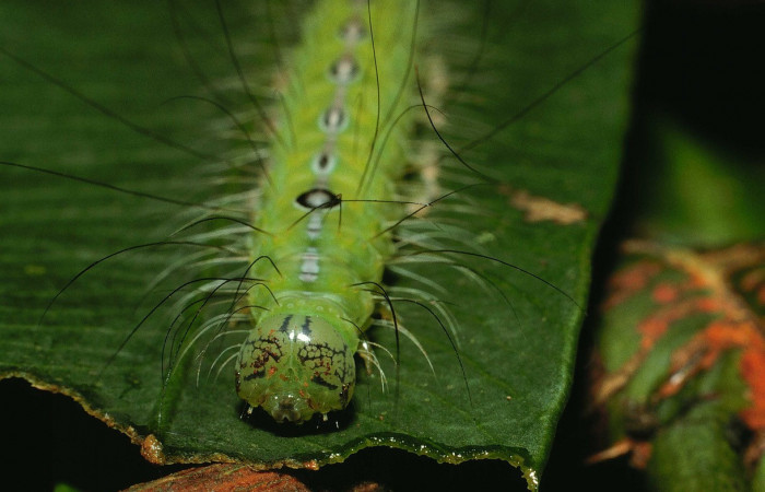  Cabeza en posición frontal de <i>Iscadia purpurascens</i> (Nolidae), U estadio. Sector El Hacha, Finca Araya. Voucher 02-SRNP-29982-DHJ71039.jpg.