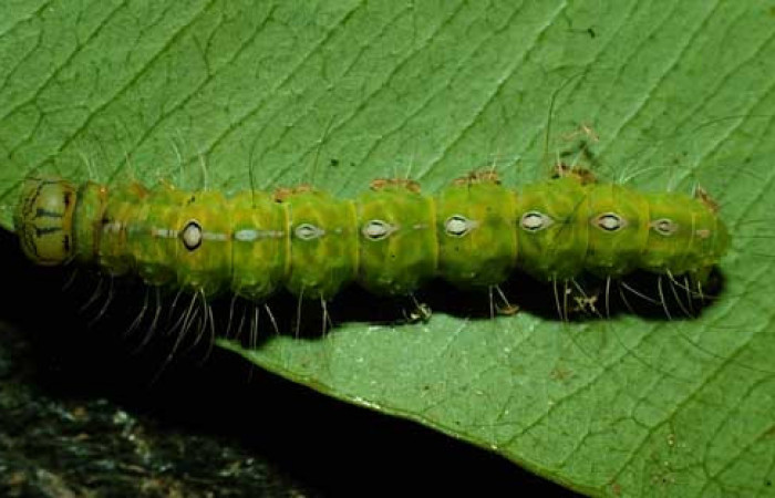  Larva en posición dorsal de <i>Iscadia purpurascens</i> (Nolidae), U estadio. Sector Santa María, Estación Santa María. Voucher 95-SRNP-8761-DHJ25908.jpg.