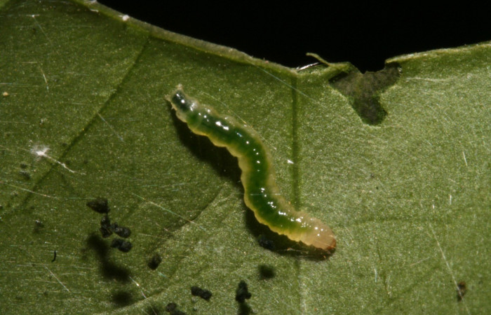 Figura 10. Dorsal entero <i>Herpetogramma</i> solois11DHJ01 (Crambidae), alimentándose en Lycianthes sanctaeclarae (Solanaceae). (12-SRNP-41248-DHJ489474.jpg).