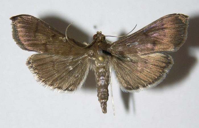 Figura 12. Adulto <i>Herpetogramma</i> solois11DHJ01 (Crambidae). (04-SRNP-26208-DHJ332968).
