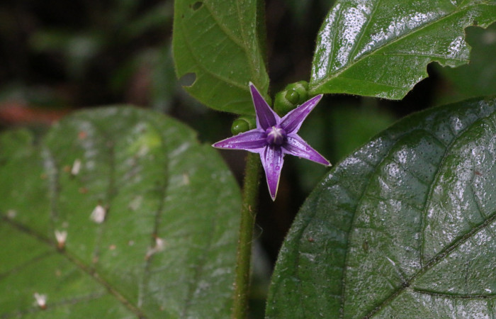 Figura. 7 Flor de frente  <i>Lycianthes sanctaeclarae</i> (Solanaceae). Area de Conservación Guanacaste, Sector Rincón Rain Forest, Cafecito, Estación Leiva (elevación 455 metros). Foto, Jorge Hernandez. Colectada el 26 mayo 2021.