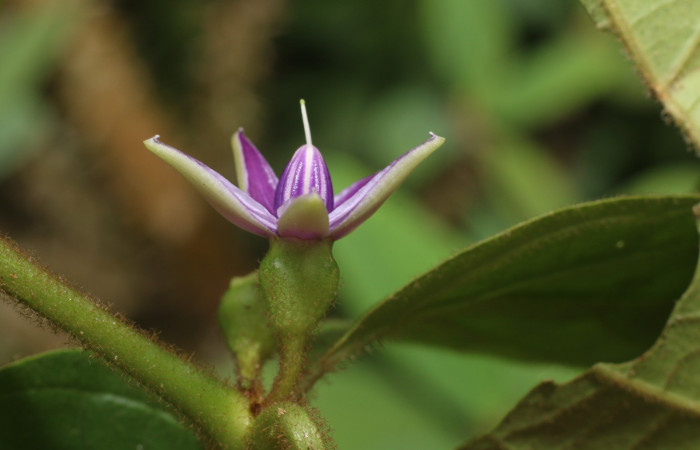 Figura. 8 Flor lateral  <i>Lycianthes sanctaeclarae</i>, (Solanaceae). Area de Conservación Guanacaste, Sector Rincón Rain Forest, Cafecito, Estación Leiva (elevación 455 metros). Foto, Jorge Hernández. Colectada el 26 mayo 2021.