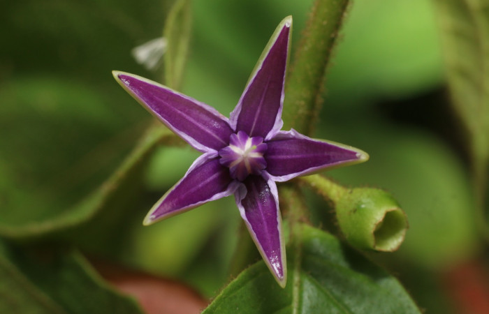 Figura. 9 Flor de frente  <i>Lycianthes sanctaeclarae</i> (Solanaceae). Area de Conservación Guanacaste, Sector Rincón Rain Forest, Cafecito, Estación Leiva (elevación 455 metros). Foto, Jorge Hernández. colectada el 26 mayo 2021.