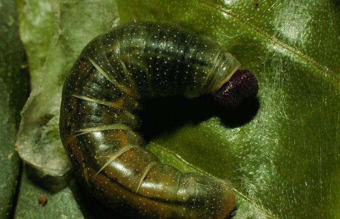 Fig.10 Larva <i>Arteurotia tractipennis</i>, mostrando la parte dorsal entero.Voucher: 98-SRNP-4435-DHJ45207.jpg.