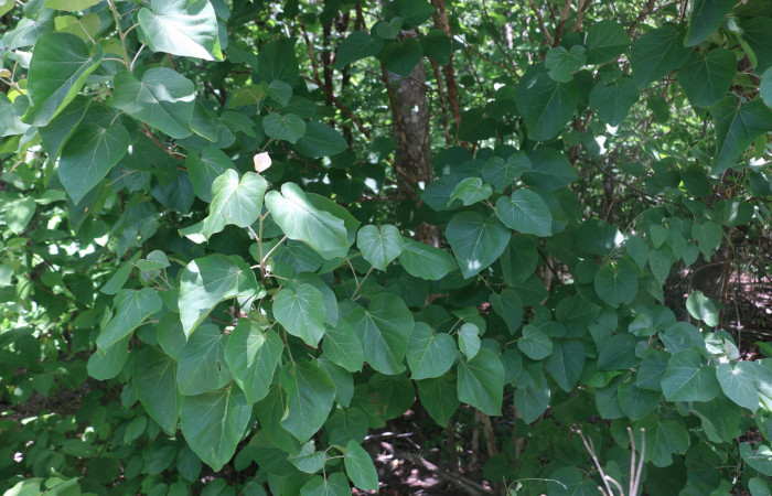 Fig.18 Planta <i>Croton niveus</i> (Euphorbiaceae), hospedera de la larva <i> Arteurotia tractipennis,</i>, (Hesperiidae), Sector Pailas Río Culantro. Foto Elieth Cantillano 01 Junio 2021.
