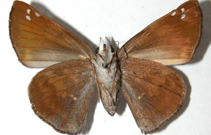 Fig.2 Adulto <i>Arteurotia tractipennis</i>, mostrando la parte ventral.Voucher: 00-SRNP-2258-DHJ90445.