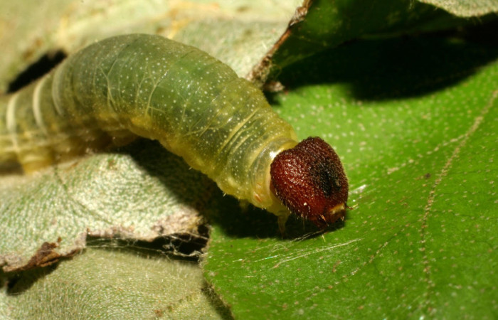 Fig.7 Larva <i>Arteurotia tractipennis</i>, mostrando la parte frontal cabeza.Voucher: 06-SRNP-57518-DHJ417759.jpg.