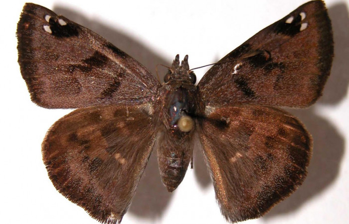 Fig.1 Adulto <i>Arteurotia tractipennis</i>, mostrando la parte dorsal.Voucher: 00-SRNP-2258-DHJ90444.