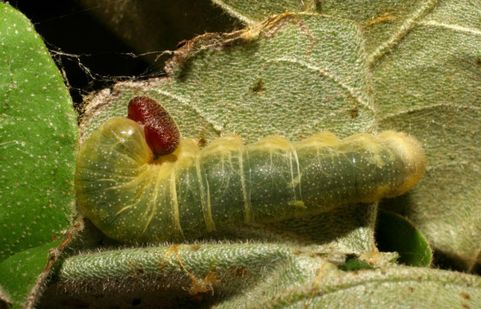 Fig.6 Larva <i>Arteurotia tractipennis</i>, mostrando la parte dorsal entero.Voucher: 06-SRNP-57518-DHJ417755.jpg.