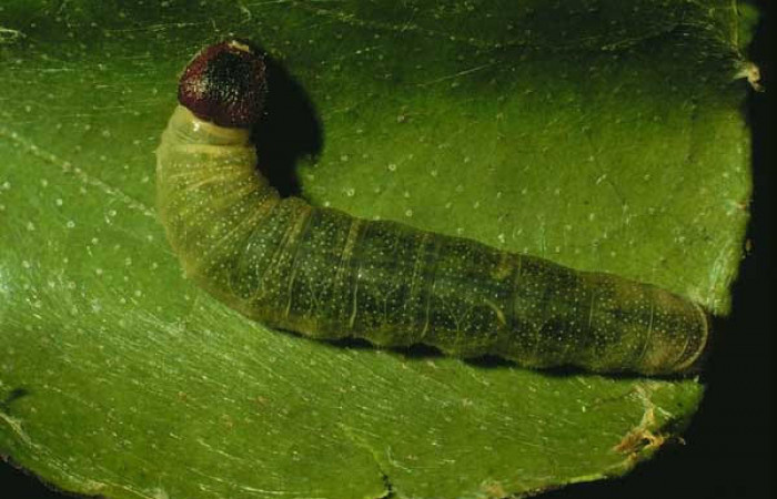 Fig.8 Larva <i>Arteurotia tractipennis</i>, mostrando la parte dorsal entero.Voucher: 93-SRNP-3972-DHJ26186.jpg.