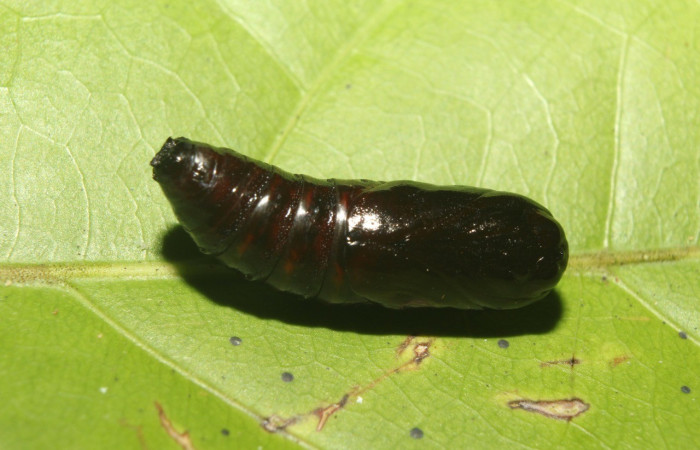 Figura 11. Pupa <i>Cecrita lama</i> (Notodontidae). Sector Pitilla, Pasmompa, (elevación 440 metros). Colectada 21 abril 2017. (17-SRNP-71294-DHJ737837.jpg).