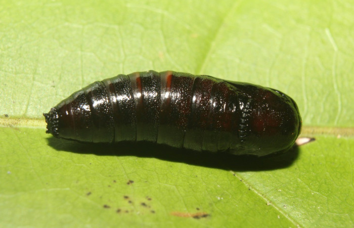 Figura 12. Pupa <i>Cecrita lama</i> (Notodontidae). Sector Pitilla, Pasmompa, (elevación 440 metros). Colectada 21 abril 2017. (17-SRNP-71294-DHJ737838.jpg).