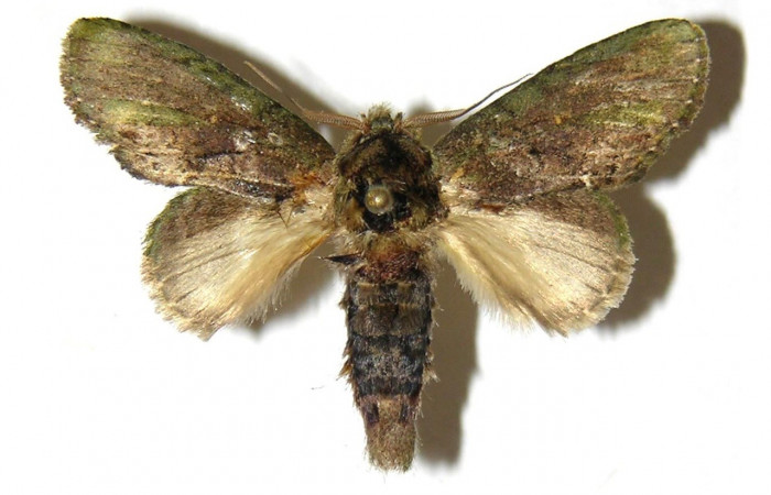 Figura 13. Adulto <i>Cecrita lama</i> (Notodontidae), posición vista dorsal (macho). (05-SRNP-3581-DHJ311740).