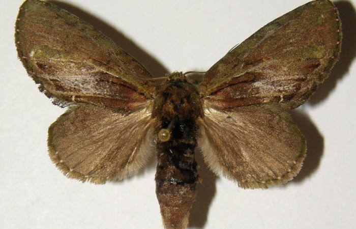 Figura 15. Adulto <i>Cecrita lama</i> (Notodontidae), posición vista dorsal (hembra). (01-SRNP-2230-DHJ302584).