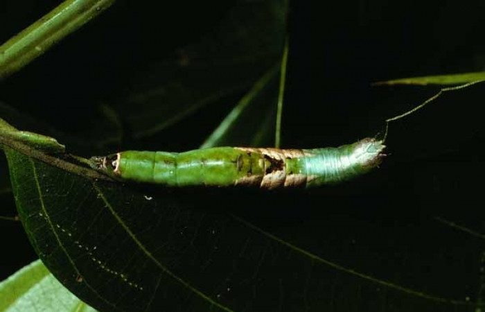 Figura 17. Dorsal entero <i>Cecrita lama</i> (Notodontidae). Sector San Cristóbal, Quebrada Cementerio, (elevación 700 metros). Colectada 1 noviembre 2002. (02-SRNP-130-DHJ64218.jpg).