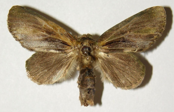 Figura 19. Adulto <i>Cecrita lama</i> (Notodontidae), posición vista dorsal (Hembra). (01-SRNP-22758-DHJ302586).