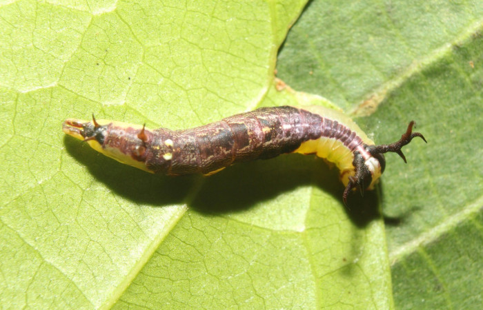 Figura 1. Dorsal entero <i>Cecrita lama</i> (Notodontidae). Sector Pitilla, Pasmompa, (elevación 440 metros). Colectada 21 abril 2017. (17-SRNP-71294-DHJ737831.jpg).