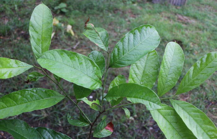 Figura 23. Planta hospedera de larva <i>Cecrita macarisma</i> (Notodontidae), <i>Trophis racemosa</i>, (Moraceae), posición hojas, Anabelle Córdoba, 28 Mayo 2021.