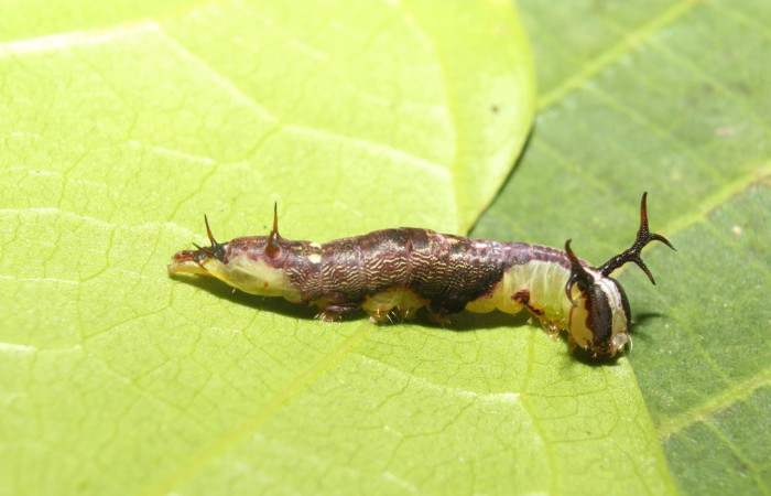Figura 2. Lateral entero <i>Cecrita lama</i> (Notodontidae). Sector Pitilla, Pasmompa, (elevación 440 metros). Colectada 21 abril 2017. (17-SRNP-71294-DHJ737830.jpg).