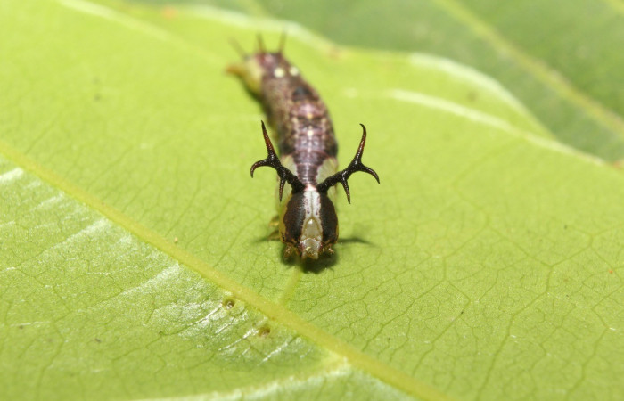 Figura 3. Cabeza <i>Cecrita lama</i> (Notodontidae). Sector Pitilla, Pasmompa, (elevación 440 metros). Colectada 21 abril 2017. (17-SRNP-71294-DHJ737827.jpg).