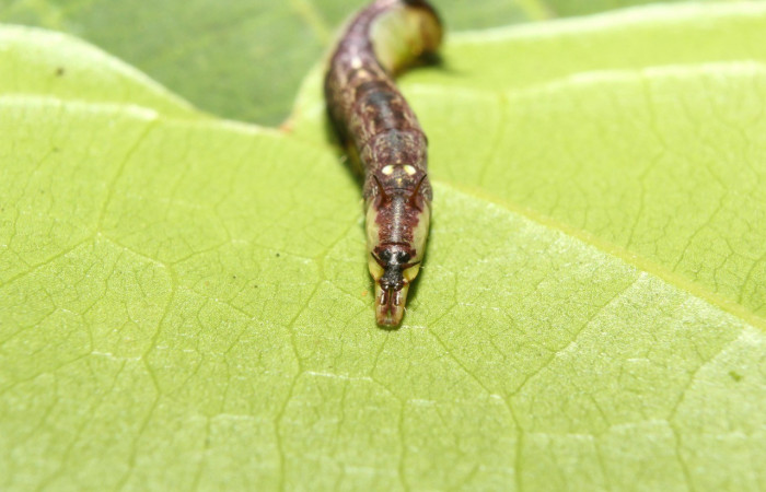 Figura 4. Parte posterior <i>Cecrita lama</i> (Notodontidae). Sector Pitilla, Pasmompa, (elevación 440 metros). Colectada 21 abril 2017. (17-SRNP-71294-DHJ737829.jpg).