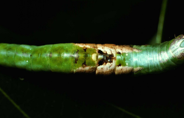 Figura 5. Dorsal entero <i>Cecrita lama</i> (Notodontidae). Sector San Cristóbal, Quebrada Cementerio, (elevación 700 metros). Colectada 1 noviembre 2002. (02-SRNP-130-DHJ64221.jpg).