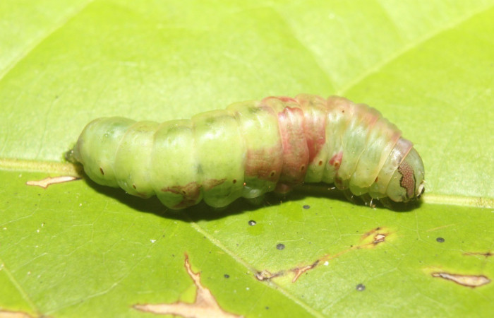 Figura 9. Prepupa <i>Cecrita lama</i> (Notodontidae). Sector Pitilla, Pasmompa, (elevación 440 metros). Colectada 21 abril 2017. (17-SRNP-71294-DHJ737837.jpg).