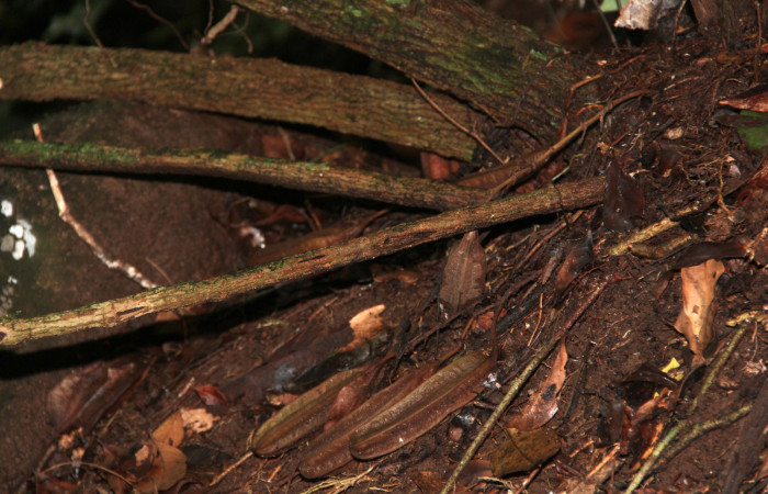 Fig. 11 Frutos de <i>Aristolochia arborea</i> (Aristolochiaceae), Cañón Rio Mena Sector Del Oro, 08 de Nov 2018, Foto. Roster Moraga