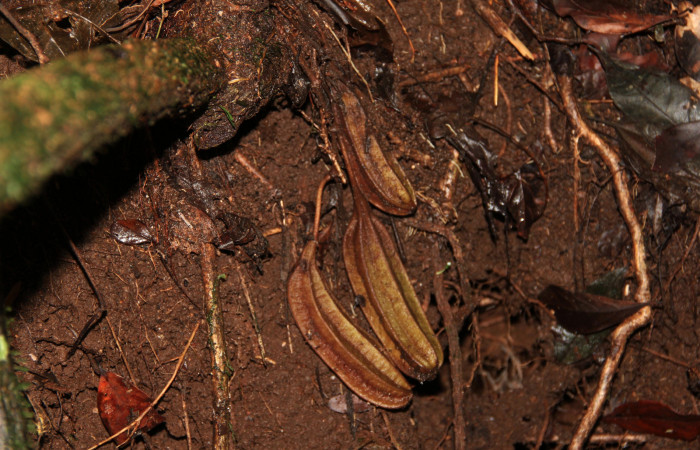Fig. 12 Frutos de <i>Aristolochia arborea</i> (Aristolochiaceae), Cañón Rio Mena Sector Del Oro, 08 de Nov 2018, Foto. Roster Moraga
