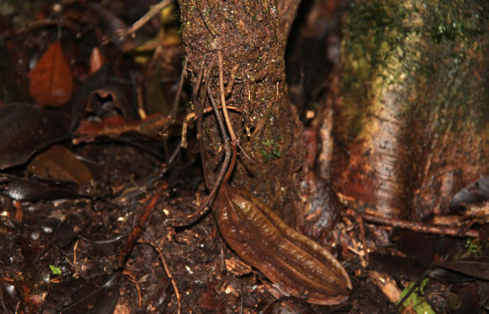 Fig. 13 Frutos de <i>Aristolochia arborea</i> (Aristolochiaceae), Cañón Rio Mena Sector Del Oro, 08 de Nov 2018, Foto. Roster Moraga