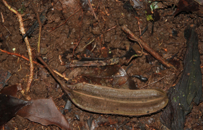 Fig. 14 Fruto de <i>Aristolochia arborea</i> en suelo plano (Aristolochiaceae), Cañón Rio Mena Sector Del Oro, 08 de Nov 2018, Foto. Roster Moraga