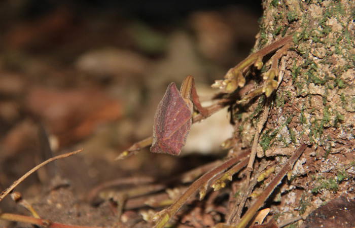 Fig. 15 Flor cerrada de <i>Aristolochia arborea</i> (Aristolochiaceae), Cañón Rio Mena Sector Del Oro, 10 de Marzo 2019, Foto. Roster Moraga