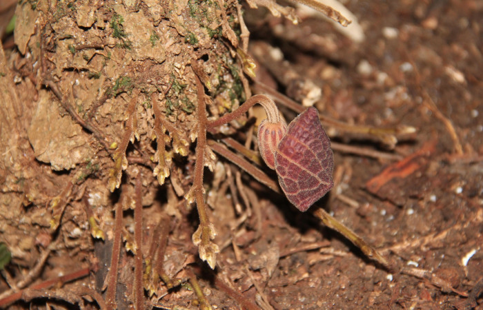 Fig. 16 Flor todavia cerrada de <i>Aristolochia arborea</i> (Aristolochiaceae), Cañón Rio Mena Sector Del Oro, 12 de Marzo 2019, Foto. Roster Moraga