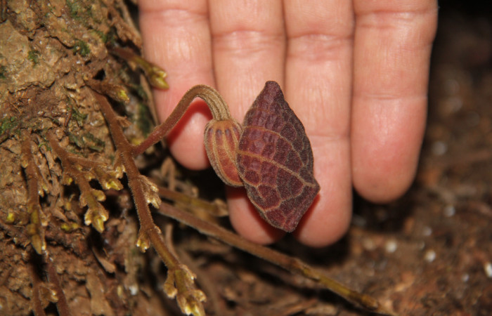 Fig. 17 Flor cerrada de <i>Aristolochia arborea</i> (Aristolochiaceae), Cañón Rio Mena Sector Del Oro, 12 de Marzo 2019, Foto. Roster Moraga