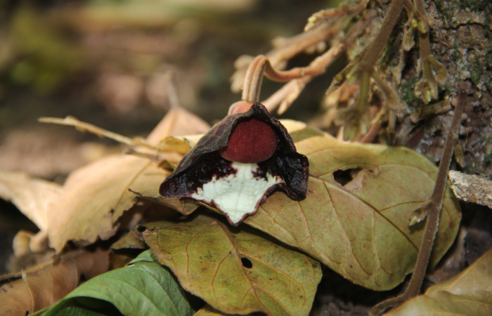 Fig. 18 Flor abierta de <i>Aristolochia arborea</i> (Aristolochiaceae), Cañón Rio Mena Sector Del Oro, 19 de Marzo 2019, Foto. Roster Moraga