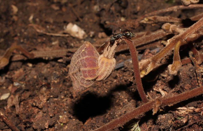 Fig. 19 Flor cerrada de <i>Aristolochia arborea</i> (Aristolochiaceae), Cañón Rio Mena Sector Del Oro, 27 de Marzo 2019, Foto. Roster Moraga