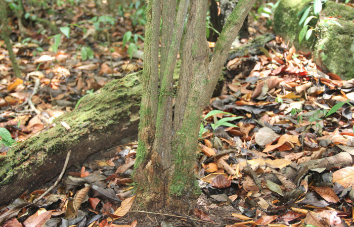 Fig.1 Arbusto que con el paso de los años varios retoños formaron una sola base de <i>Aristolochia arborea</i> (Aristolochiaceae). Cañón Rio Mena Sector Del Oro, 15 de Mayo 2019 Foto. Roster Moraga