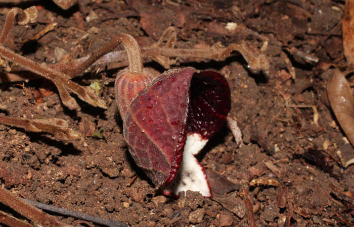 Fig. 20 Flor abierta de <i>Aristolochia arborea</i> (Aristolochiaceae), Cañón Rio Mena Sector Del Oro, 03 de Abril 2019, Foto. Roster Moraga