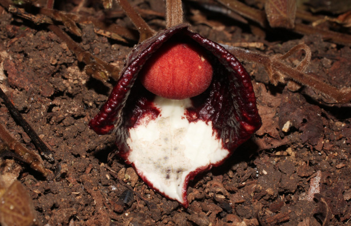 Fig. 21 Flor de <i>Aristolochia arborea</i> (Aristolochiaceae), con una hormiga chiquitilla caminando sobre el lóbulo abierto, Cañón Rio Mena Sector Del Oro, 03 de Abril 2019, Foto. Roster Moraga