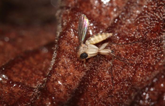 Fig. 22 Muestra de una mosca polinizadora de la flor <i>Aristolochia arborea</i> (Aristolochiaceae) 21 de Junio 2019, Cañón Rio Mena Sector Del Oro Foto. Roster Moraga