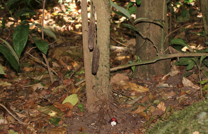 Fig. 23 Tallo de <i>Aristolochia arborea</i> (Aristolochiaceae), mostrando inflorescencias en desarrollo con una flor abierta y dos frutos viejos que todavian permanecian guindados sobre el tallo, Cañón Rio Mena Sector Del Oro, 03 de Abril 2019, Foto. Roster Moraga
