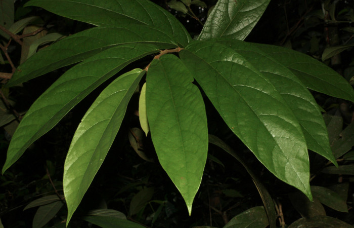 Fig. 2 Ramita de <i>Aristolochia arborea</i> (Aristolochiaceae) mostrando el as de las hojas, Cañón Rio Mena Sector Del Oro, 30 de Julio 2015 Foto. Roster Moraga