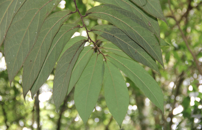 Fig. 3 Rama de <i>Aristolochia arborea</i> (Aristolochiaceae) mostrando parte del envés de las hojas, Cañón Rio Mena Sector Del Oro, 15 de Mayo 2019 Foto. Roster Moraga