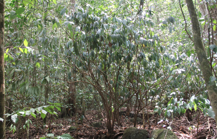 Fig. 4 Grupos de <i>Aristolochia arborea</i> (Aristolochiaceae) Cañón Rio Mena Sector Del Oro, 15 de Mayo 2019 Foto. Roster Moraga