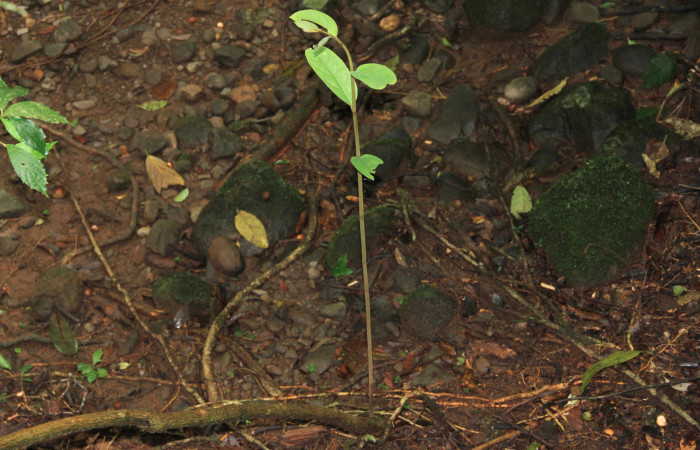 Fig. 5 Tallo caido de <i>Aristolochia arborea</i> (Aristolochiaceae), formando otro desde su base, Cañón Rio Mena Sector Del Oro, 13 de Noviembre 2018 Foto. Roster Moraga